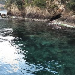 なんとかヤリイカ・・