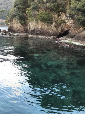 なんとかヤリイカ・・