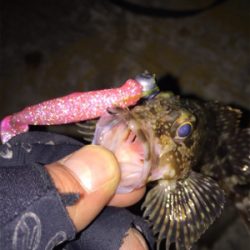 今シーズンベスト根魚!