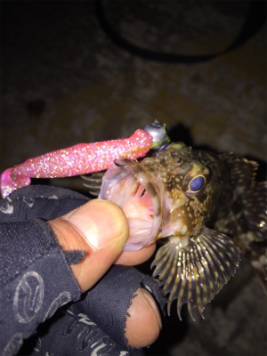 今シーズンベスト根魚!