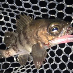 最先良いスタートが…