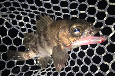 最先良いスタートが…