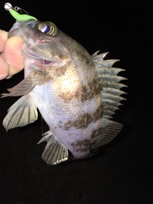 明石でメバリング