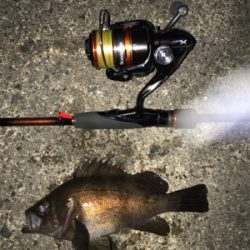 久々の良型メバル