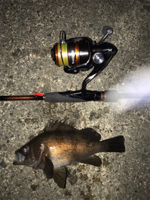 久々の良型メバル