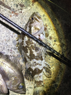 なかなか絶好調