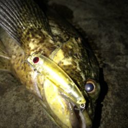 すごいゲスト！