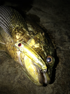 すごいゲスト！