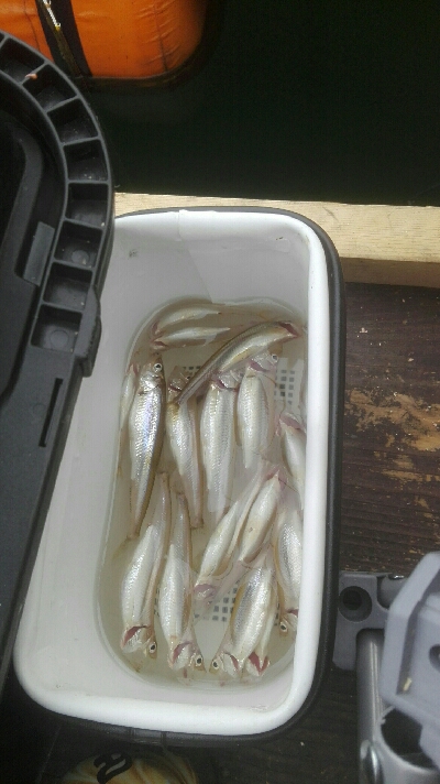 銀山湖ワカサギ釣り