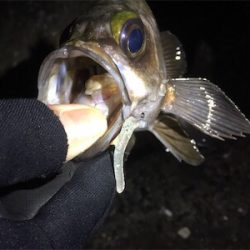 良型メバル登場