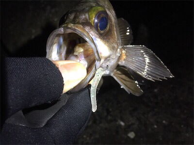 良型メバル登場