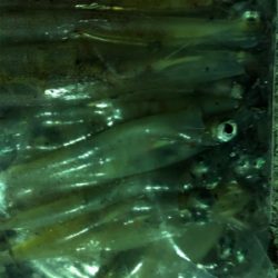 イカ釣りイカナイト