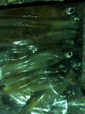 イカ釣りイカナイト