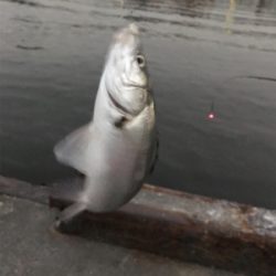 エビ撒きで、キビレ&ハネ‼︎