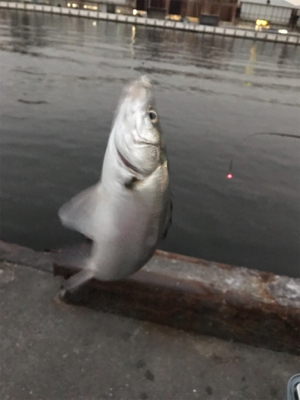 エビ撒きで、キビレ&ハネ‼︎