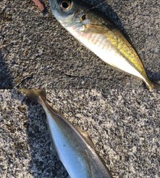 デイから夕まづめライトゲーム