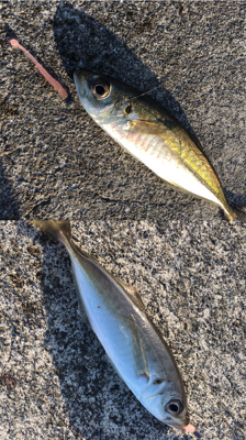 デイから夕まづめライトゲーム