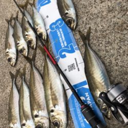 ちょっと間が空いたけどアジング〜(釣行 其の九)