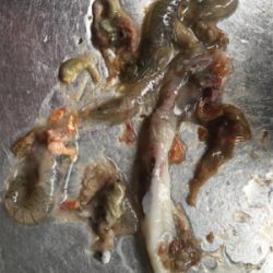 釣れてる情報は無いが!