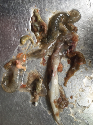 釣れてる情報は無いが!