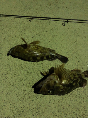 夜中のロックフィッシュ