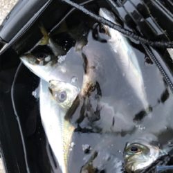 やったりましたアジング(釣行 其の拾)