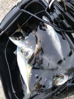 やったりましたアジング(釣行 其の拾)