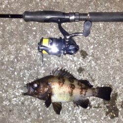 皆勤メバリング