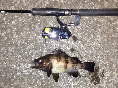 皆勤メバリング