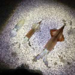 ヤリイカ釣行