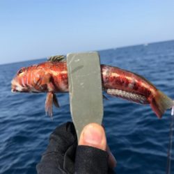 早川丸でカワハギ43枚！