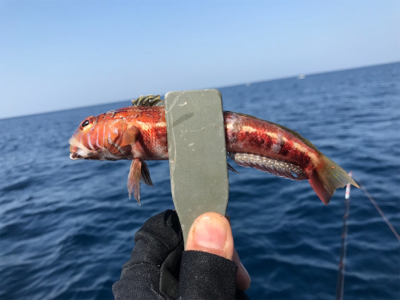 早川丸でカワハギ43枚！