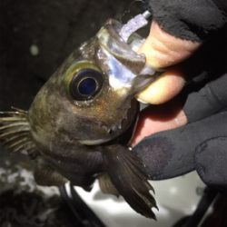 カッティングベイトで良型メバル