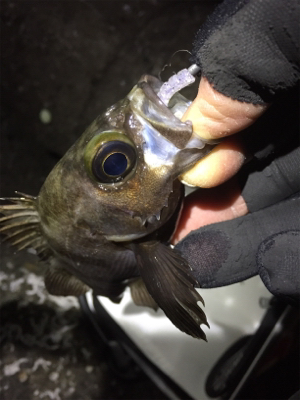 カッティングベイトで良型メバル