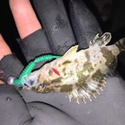 マイクロメバル（汗）