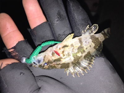 マイクロメバル（汗）