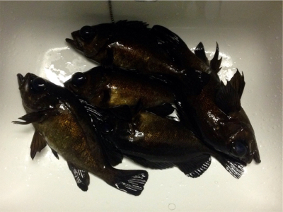 寒さに耐えられず