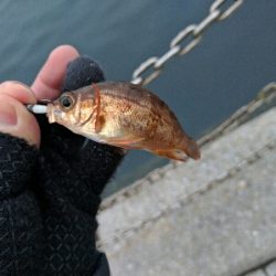 広島市内のメバリングは貧果続き