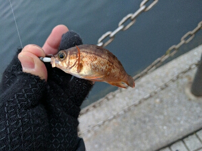 広島市内のメバリングは貧果続き