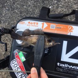 今年はおかしい