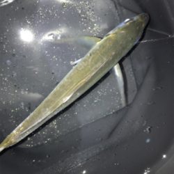 デイ….とりあえずメバリング(笑)(釣行 其の拾壱)