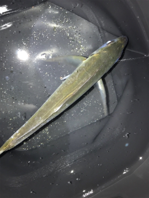 デイ….とりあえずメバリング(笑)(釣行 其の拾壱)