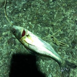 いんふぃにてぃ！