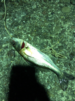 いんふぃにてぃ！