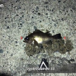 夕マズメからライズ