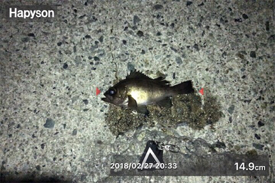 夕マズメからライズ