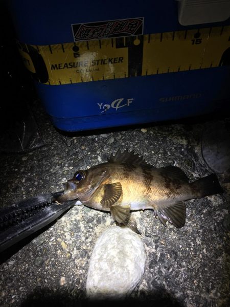 ウキ釣りでメバル