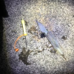 ヤリイカ釣行