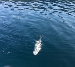 トルネードスピンさん！