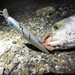 キビレわらわら